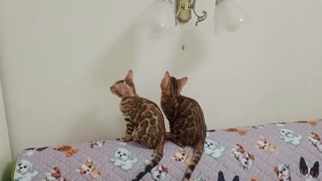 Бенгальские котята. 3 месяца.