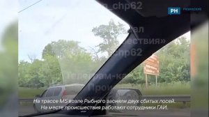 В Рязанской области сбили лосей