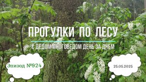 Прогулки по лесу День за днем с дедом Многоведом 25 мая 2025г Эпизод 924