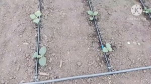 Огурец и помидоры 🍅 в теплице. Высадка рассады баклажан. Обзор огорода.