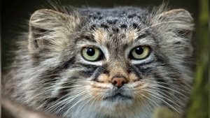 Мать-манул привела своих котят к человеку, но дальше с?