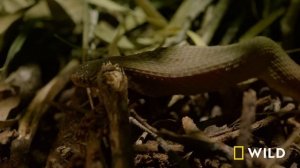 Dead by Dawn: The World of Killer Creatures MEGA EPISODE | S1 COMPILATION | Nat Geo Wild
