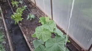 Лучшая подкормка для огурцов.