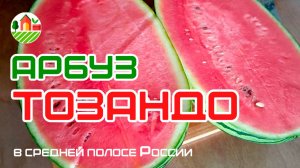 Арбуз Тозандо F1 в средней полосе России. 23.08.2024