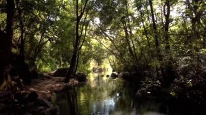 Травы, травы. Кавер