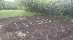 продолжаем посадку и расчистку участка.