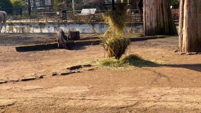 Калининград: Прогулка в Зоопарк 🌿🐘 9 марта 2025 смотреть онлайн