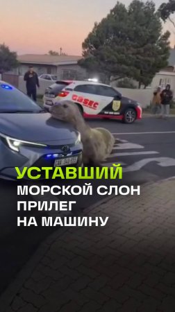 Морской слон устроил переполох в Южной Африке