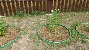 Рано радоалась ОН ОБМАНУЛ , с утра ПЕРЕДЕЛАЛА все дела в ОГОРОДЕ , Нужен ВАШ СОВЕТ