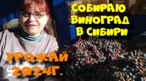 УРОЖАЙ ВИНОГРАДА 2024 года. Сибирь.