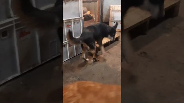 Они нам доверяют, в мы им даем свое тепло и ласку. смотреть онлайн