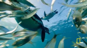 Never Before Filmed Moments | Secrets of the Penguins | National Geographic