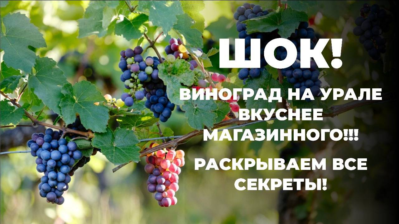 Виноград в средних и северных зонах. Миф или реальность? Проверяем на практике