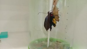 Мои друзья бабочки