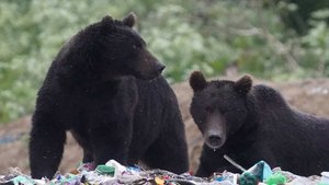 Два человека пострадали при нападении медведя в Канаде