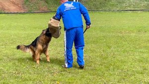 4 Отл. Ирендорф ХАЛВА ++- №128 / КЧК+ БОРИСОВ (BY) 17 мая`25 M.Jovovic Моно немецких овчарок