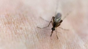 Вирусолог перечислил способы заражения чикунгуньей