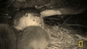 Wildlife Survival (Full Episode) | Wild Yellowstone | Nat Geo Animals