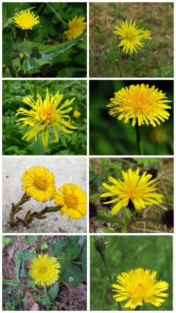 Знаете ли вы эти растения? #цветы #растения #сад #огород #дача #garden