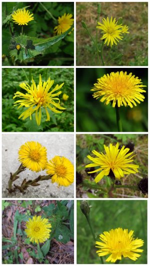 Знаете ли вы эти растения? #цветы #растения #сад #огород #дача #garden