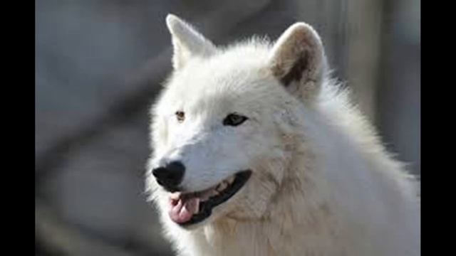 Мой белый волк. Слушать рассказ. смотреть онлайн