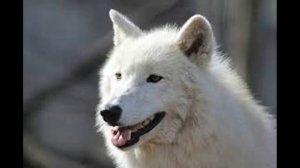 Мой белый волк. Слушать рассказ.