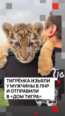 Тигрёнка изъяли у мужчины в ЛНР и отправили в «Дом тигра»