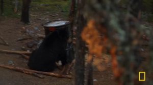 Bear Trapped (Full Episode) | Dr. Oakley, Yukon Vet | Nat Geo Animals