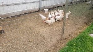 30.05.25г. Пол дня отсутствовала. Сколько сегодня яиц? 🥚