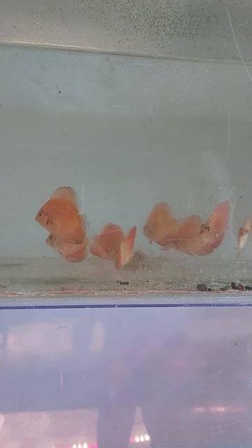 Мальки дискуса. Первое кормление после транспортировки.  #aquarium #дискусы смотреть онлайн