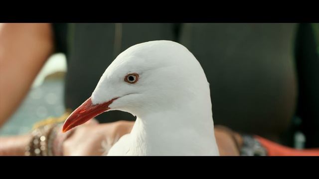 Отмель - Помощь чаечке смотреть онлайн