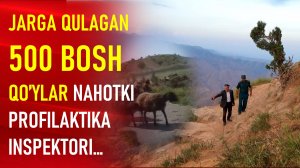"Жарга қулаган қўйлар" профилактика инспектори ва маҳалла еттилиги нима қилиб қўйган эди ўзи?