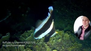 НОЧНАЯ ПОДВОДНАЯ ОХОТА ЭПИЗОД 931 ОХОТА НА РЫБУ НОЧЬЮ