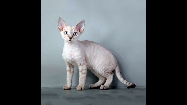 10 самых ласковых пород кошек.