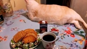 Сидим без света /Кошки курильщика /Кот Саша не пропуск?