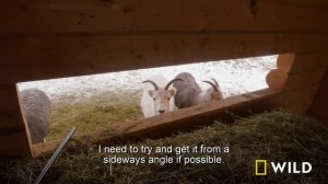 Winter in Canada (Full Episode) | Dr. Oakley, Yukon Vet | Nat Geo Animals