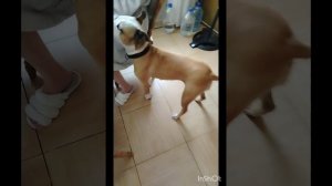 #собаки