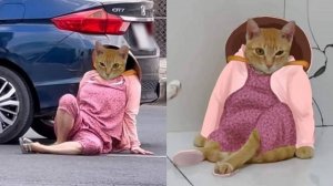 СМЕШНЫЕ КОТЫ 2025 ЛУЧШИЕ ПРИКОЛЫ С КОТАМИ, КОШКИ, КОТИКИ, СОБАЧКИ, СМЕШНОЕ ВИДЕО