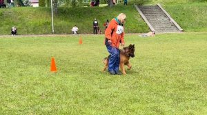 3 Отл. Eigenschaft VIKTORIANA +++ №126 / КЧК+ БОРИСОВ (BY) 17 мая`25 M.Jovovic Моно немецких овчарок