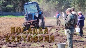 Командная работа: как синий трактор МТЗ-82 помогает нам посадить поле картошкой