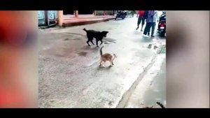 Удивительные случаи, когда людям удалось заснять животных во время борьбы за место под солнцем