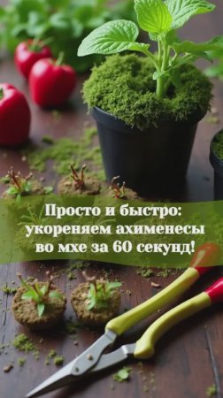 Просто и быстро укореняем ахименесы в мхе за 60 секунд! #цветы