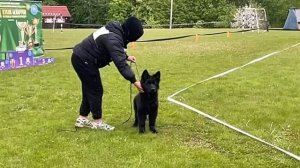 БЕБИ КОБЕЛИ ДШ / КЧК+ БОРИСОВ (BY) 17 мая`25 M.Jovovic Моно немецких овчарок