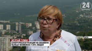 Жёлтый туман: на Южном берегу Крыма начался сезон «цветения» сосны