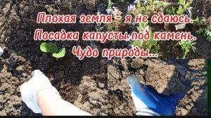 30-05-2025Плохая земля - я не сдаюсь.Посадка капусты под камень.Чудо природы...