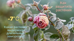 Как защитить растения от ранних  заморозков. Какие растения выдержали большой минус?