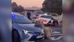 Морской слон неспешно прогулялся по улицам Кейптауна: видео