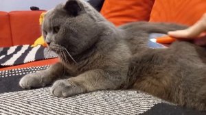 КОТ БАКС/ВНАЧАЛЕ ДОБРЫЙ, А ПОТОМ ЗЛОЙ, ВЫЧЕСЫВАЮ КОТА/BR