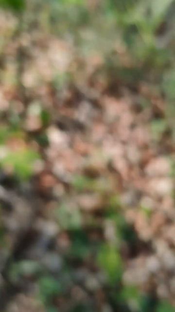 50 рублей #metaldetecting #коп #coin #поиск #metaldetector #металлоискат? смотреть онлайн