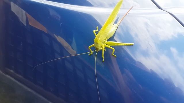 наглая саранча смотреть онлайн